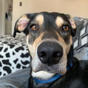 Meet your Posher, Alex